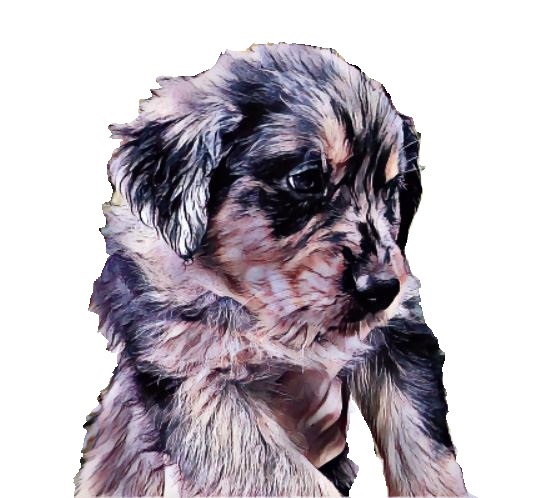 Goshen Golden Aussies Logo